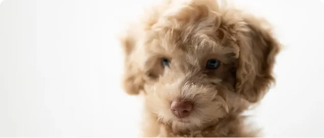 Puppy classes and coaching